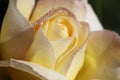 Morning Dew Bejeweled Peace Rose Royalty Free Stock Photo