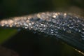 Morning Dew On A Blade Of Grass In Macro