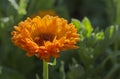 Morning dew on a bright orange double flower of calendula Royalty Free Stock Photo