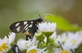 Morning dew on butterfly and daisy Royalty Free Stock Photo