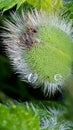 Morning Dew on a California Orange poppy bud Royalty Free Stock Photo