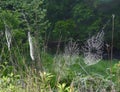 Array of spider webs in a meadow