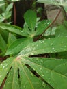 morning dew on the cassava leave Royalty Free Stock Photo