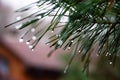 Morning dew on the Christmas tree, drops on the needles, natural background, needles with water drops