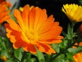 Morning Dew Covered Pot Marigold Royalty Free Stock Photo