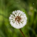 Morning Dew on Dandelion Seeds in Green Field in Spring Royalty Free Stock Photo