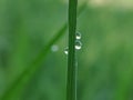 Morning dew drop at the edge of leaves at meadow before sunrise. Royalty Free Stock Photo