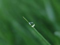 Morning dew drop at the edge of leaves at meadow before sunrise. Royalty Free Stock Photo