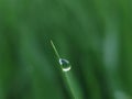 Morning dew drop at the edge of leaves at meadow before sunrise. Royalty Free Stock Photo