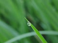 Morning dew drop at the edge of leaves at meadow before sunrise. Image photo Royalty Free Stock Photo