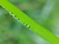 Morning dew drop at the edge of leaves at meadow before sunrise Royalty Free Stock Photo