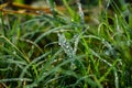 Morning dew drop fall on the small green grass leaf close-up shot in the morning time Royalty Free Stock Photo