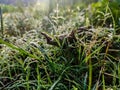 Morning dew drop fall on the small green grass leaf close-up shot in the morning time Royalty Free Stock Photo