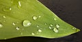 A morning dew drop falls on a green lily of the valley leaf. Lily of the valley leaves. Royalty Free Stock Photo