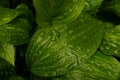 Morning dew drop on green leave macro nature photography in forest summer Royalty Free Stock Photo