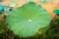 Morning Dew Drop Rolling Up and Down on a Green Lotus Leave Royalty Free Stock Photo