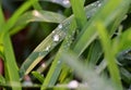 Morning dew droplets on long grass