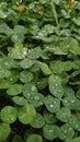 Morning dew droplets on the cloverleafs