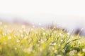 Morning dew drops on blades of green grass, sunrise Royalty Free Stock Photo