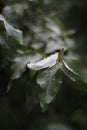 Morning dew drops collected on dark green leaves, leaves after rain, macro water droplets on leaf Royalty Free Stock Photo