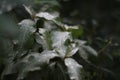 Morning dew drops collected on dark green leaves, leaves after rain, macro water droplets on leaf Royalty Free Stock Photo