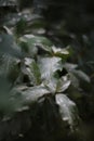 Morning dew drops collected on dark green leaves, leaves after rain, macro water droplets on leaf Royalty Free Stock Photo