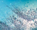 Morning dew drops on dandelion seed Royalty Free Stock Photo