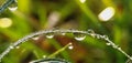 Morning dew drops Royalty Free Stock Photo