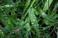 Morning dew drops on the grass. Cool morning Royalty Free Stock Photo