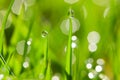 Morning dew drops on the green grass Royalty Free Stock Photo