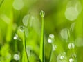 Morning dew drops on the green grass Royalty Free Stock Photo