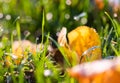 Morning dew drops on the green grass Royalty Free Stock Photo