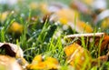 Morning dew drops on the green grass Royalty Free Stock Photo