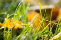 Morning dew drops on the green grass Royalty Free Stock Photo