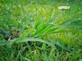 Morning dew drops on green grass leaves Royalty Free Stock Photo