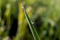 Morning dew drops on green grass leaves Royalty Free Stock Photo