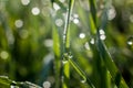 Morning dew drops on green grass leaves Royalty Free Stock Photo