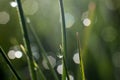 Morning dew drops on green grass leaves Royalty Free Stock Photo