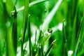 Morning dew drops on green grass leaves Royalty Free Stock Photo