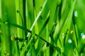 Morning dew drops on green grass leaves Royalty Free Stock Photo