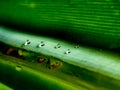 morning dew drops in green palm leaf, nature