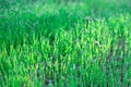 Morning dew drops on green young grass. Natural plant earth background Royalty Free Stock Photo