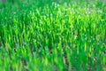 Morning dew drops on green young grass. Natural plant earth background Royalty Free Stock Photo