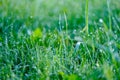 morning dew drops in gren grass meadow in autumn Royalty Free Stock Photo