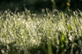 morning dew drops in gren grass meadow in autumn Royalty Free Stock Photo