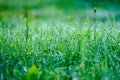 morning dew drops in gren grass meadow in autumn Royalty Free Stock Photo