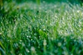 morning dew drops in gren grass meadow in autumn Royalty Free Stock Photo