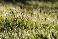 morning dew drops in gren grass meadow in autumn Royalty Free Stock Photo
