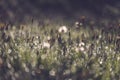 morning dew drops in gren grass meadow in autumn - vintage retro Royalty Free Stock Photo