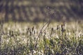 morning dew drops in gren grass meadow in autumn - vintage retro Royalty Free Stock Photo